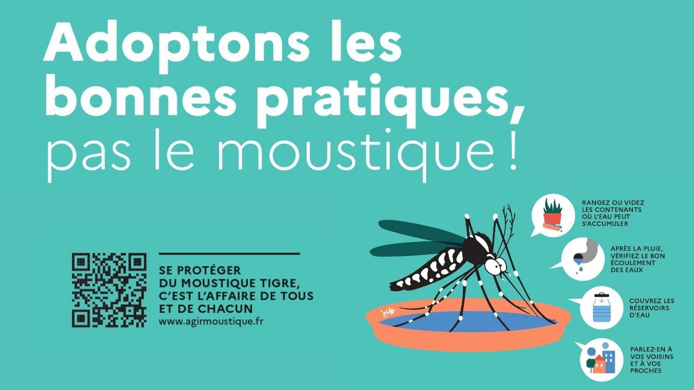 Moustique tigre