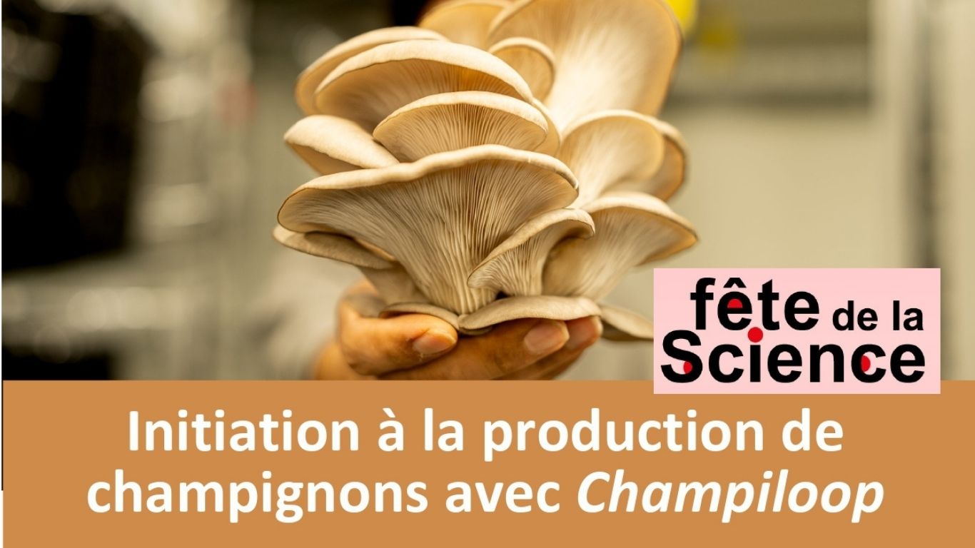 Initiation à la production de champignons maison