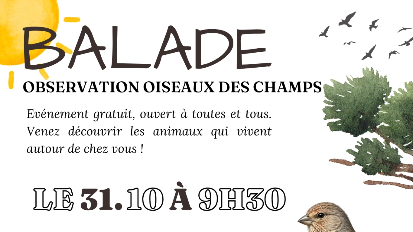 Balade Observation Oiseaux des champs